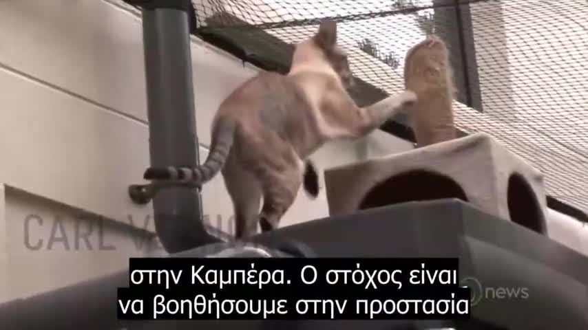 Απαγορεύουν στις γάτες να βγαίνουν έξω