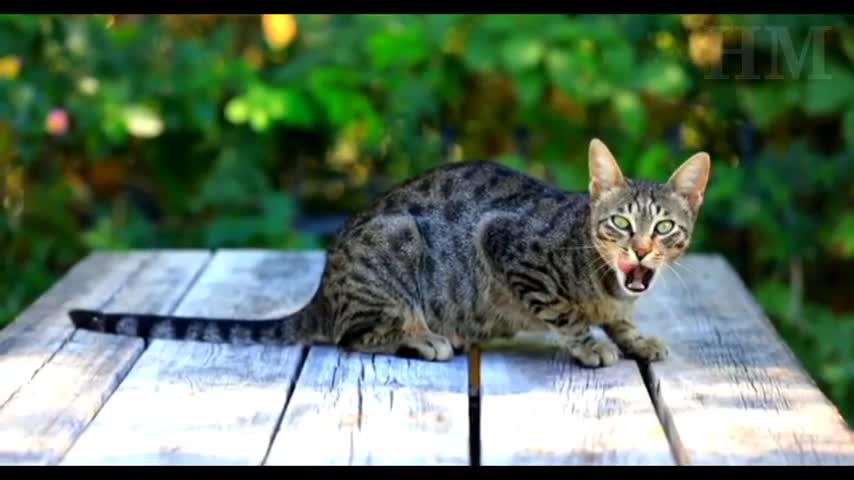 The beautiful funny cat