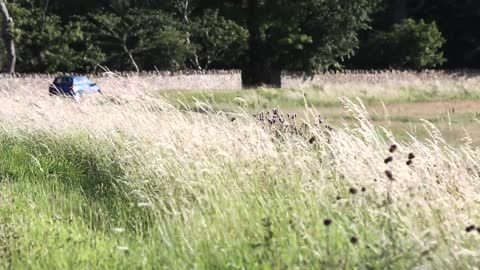 Field Wind Nature Grass Landscape Environment