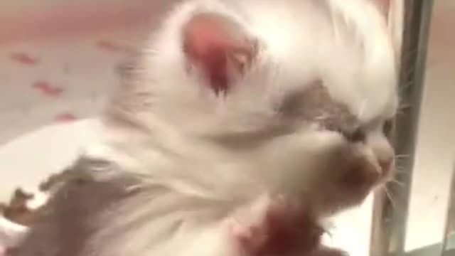 Funny cat video