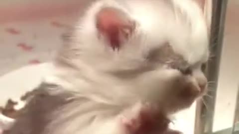 Funny cat video