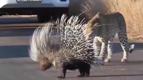 In South Africa, tourists witnessed the battle between leopards and porcupines