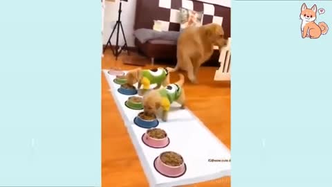 Cute Puppies Cute Funnys and Smart Dogs Compilation