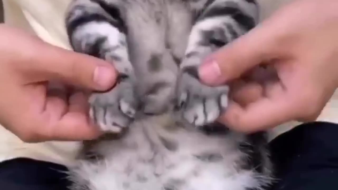 Cute cat