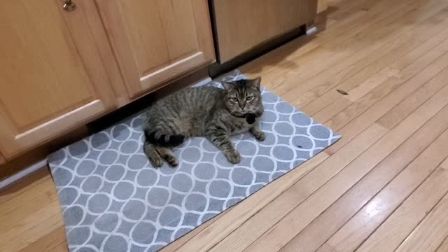 Cat watches Golden Retriever play with other cat