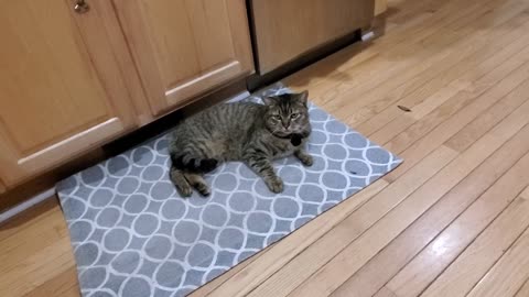 Cat watches Golden Retriever play with other cat