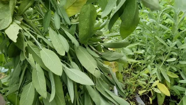 How I Am Harvesting Sage