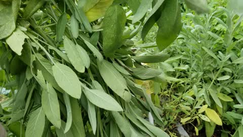 How I Am Harvesting Sage