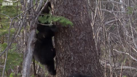 Hilarious Cubs Attempt to Conquer Treetops | BBC Earth