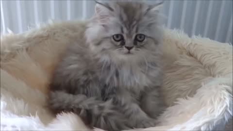Funny and cute persian cat