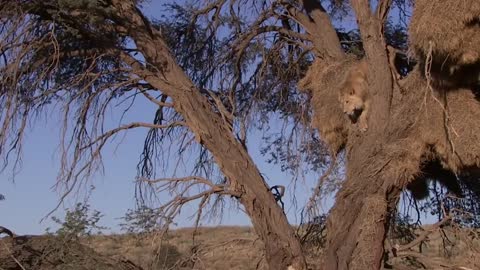 Lion and leopard skirmish.