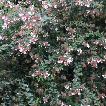 2 great late summer flowering beauties