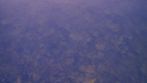 Background texture of a lake covered in fallen Autumn leaves