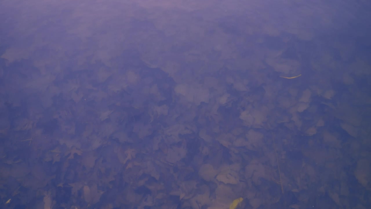 Background texture of a lake covered in fallen Autumn leaves