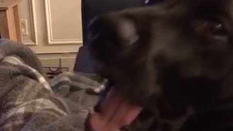 Black dog says i love you