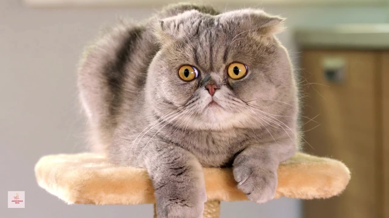 Funny and Cute Cat Video 🐱💕🤣