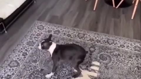 Dog gets even with pet owner