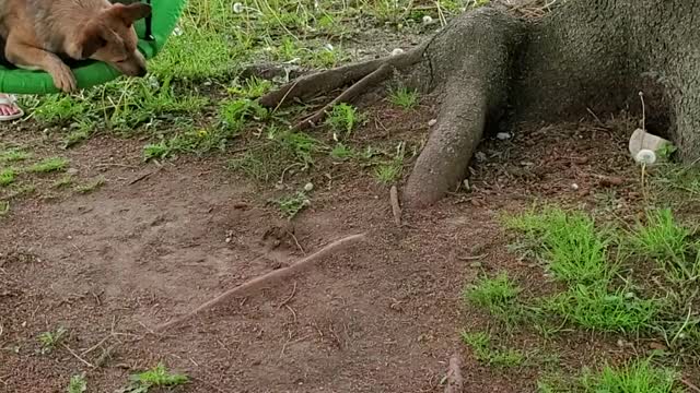 Adorable dog loves to be pushed in swing