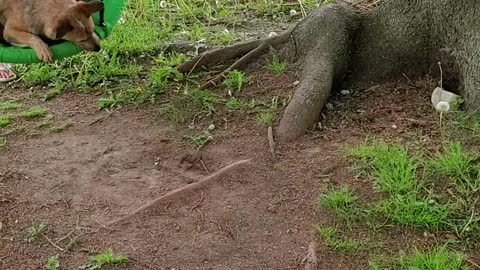 Adorable dog loves to be pushed in swing