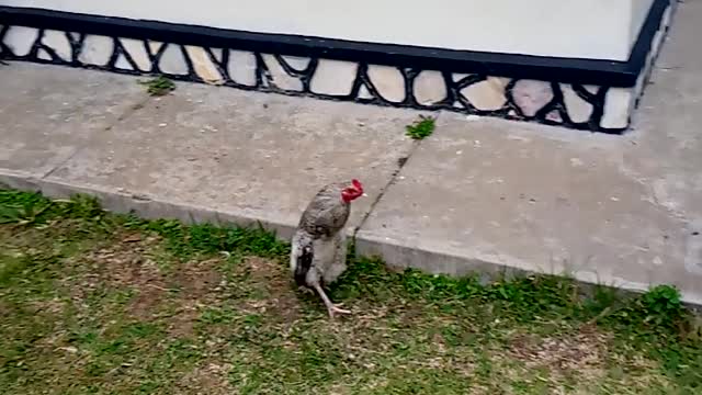 Waoo chicken which walk like a human