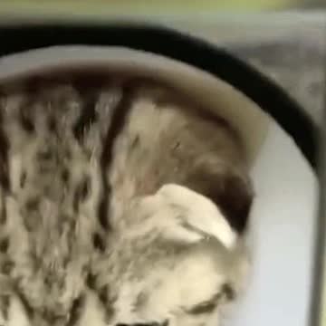 He’s waiting for him owner to take him home