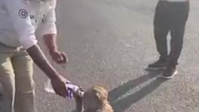 Thirsty Monkey