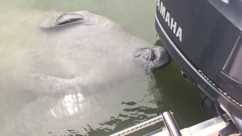 Manatee Enjoys Drinking Fountain From Boat Motor