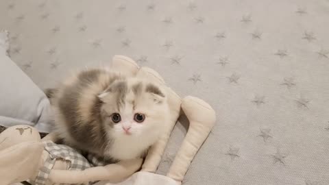 Cute Kitten with a short leg