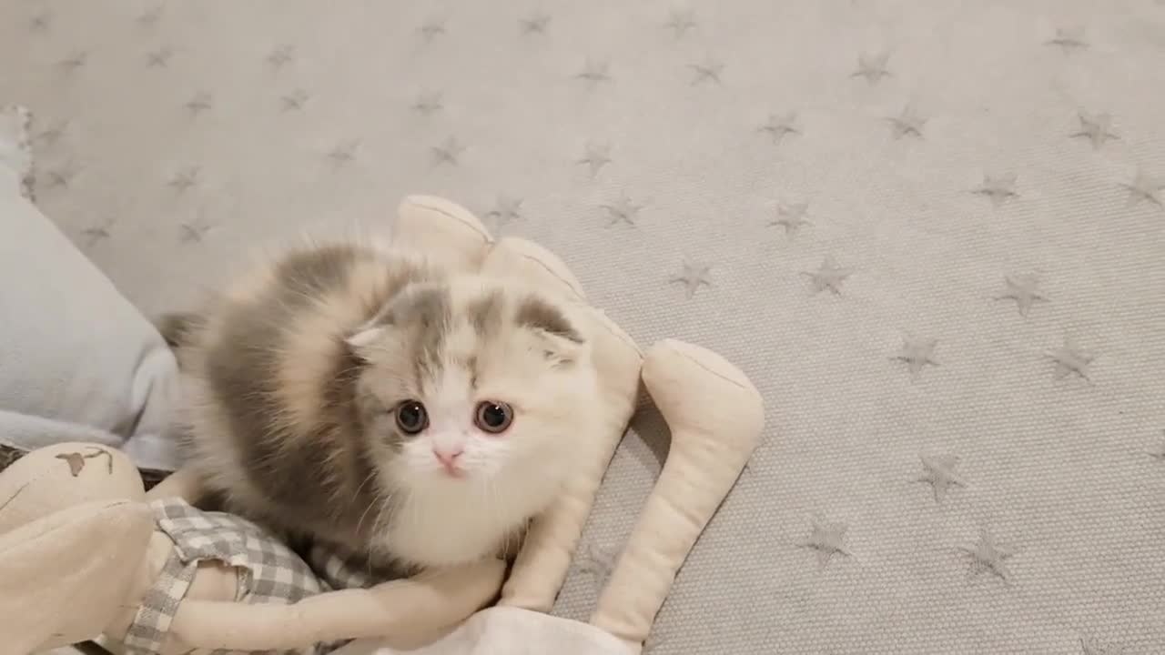 Cute Kitten with a short leg