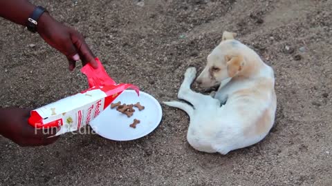 Fake Tiger Prank Dog So Funny - TRY NOT To LAUGH