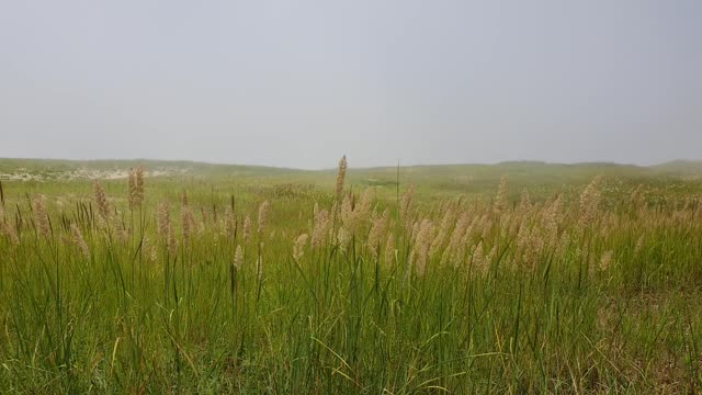 Reed swaying, fog forest 2