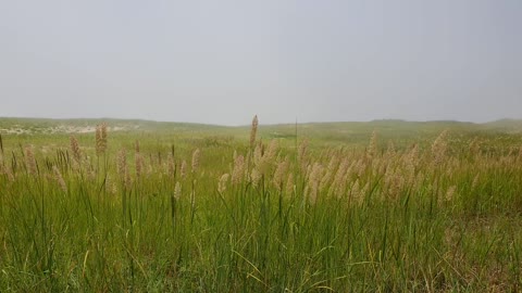 Reed swaying, fog forest 2