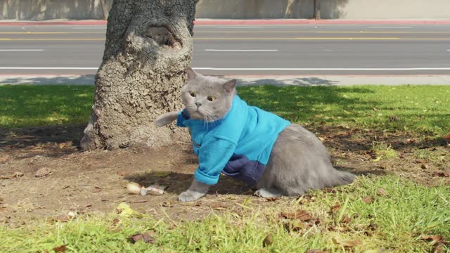 Bird with cat most funniest Video