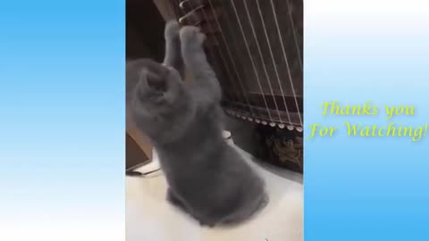 Top Funny Cat Videos of The Weekly - TRY TO LAUGH