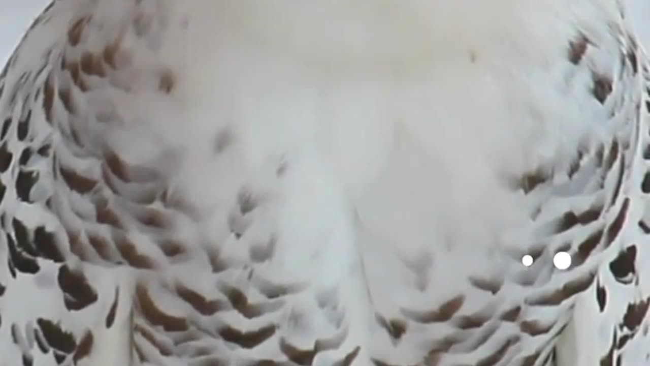 White Cute Owl #short video