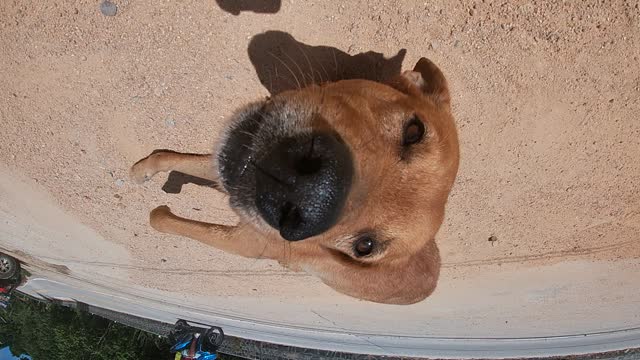 ginger dog