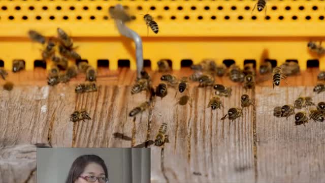 人物專訪 賀筱岳女士 養蜂製蜜