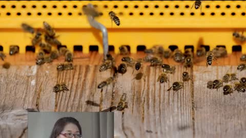 人物專訪 賀筱岳女士 養蜂製蜜