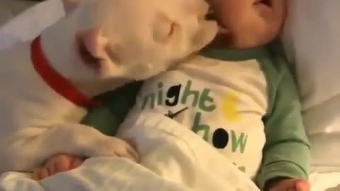 dog kisses baby goodnight😳🐕🐶