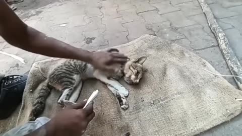 Rescued cat