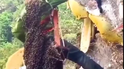 Collecting Honey