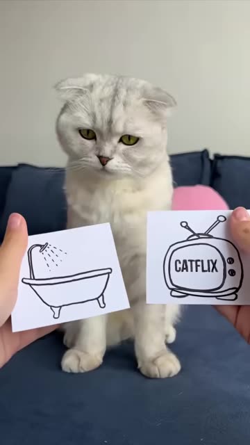 Cat Rumble #cat_cats