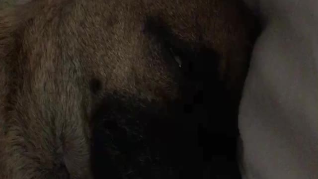 Chihuahua snores so bad it sounds like farting