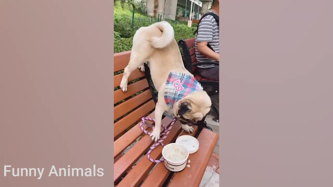 BEST ANIMALS Funny Pet Videos 2021 #09