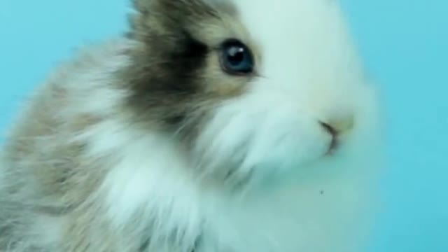 Cute Rabbit Eating Carrot