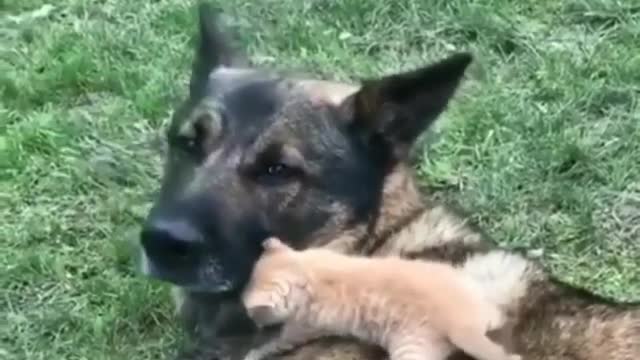 Small Kitten & her Dogy