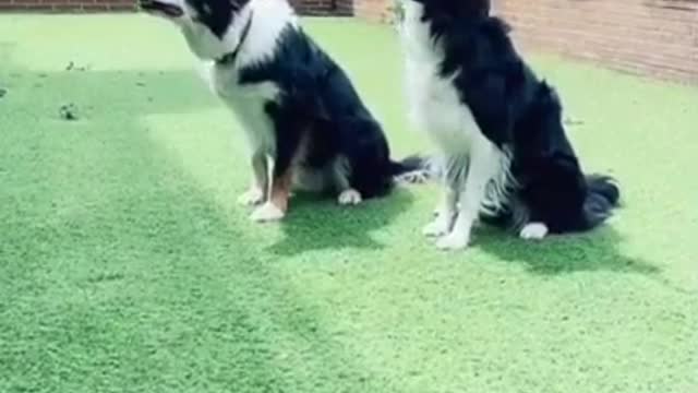 Funny dog dancing vedio