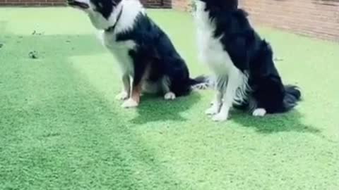 Funny dog dancing vedio