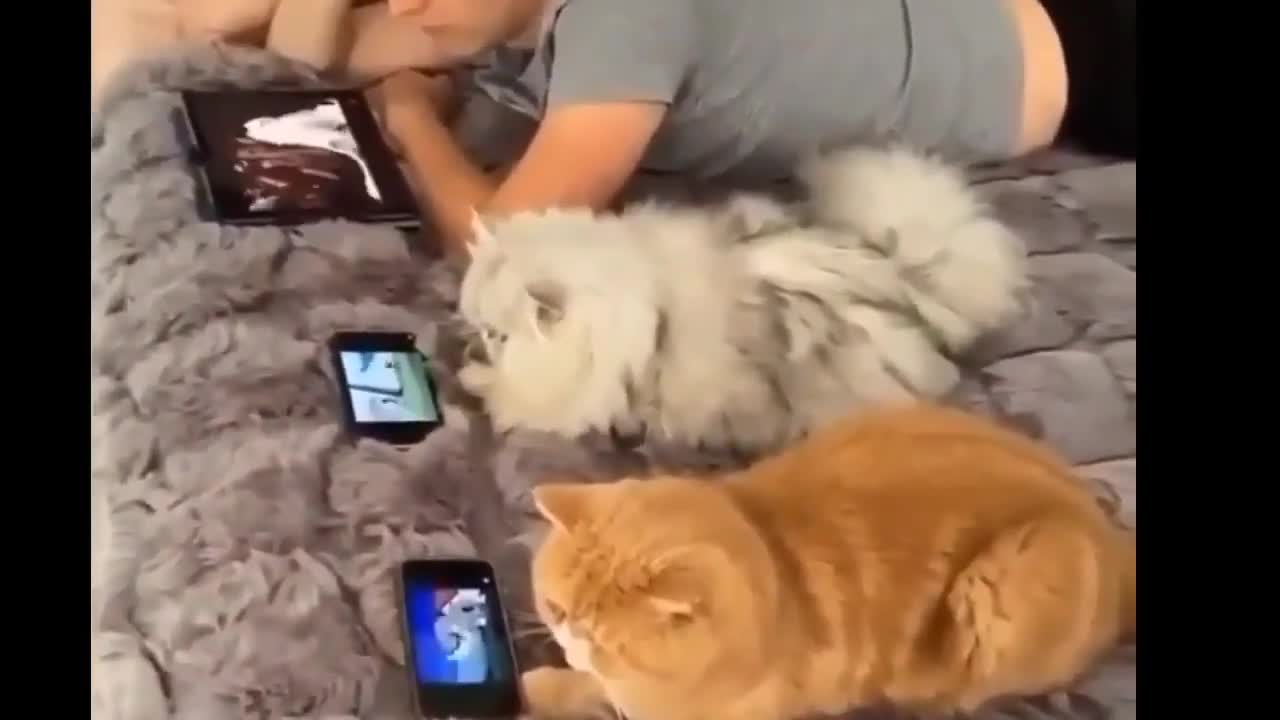 Watch funny and skilled cats