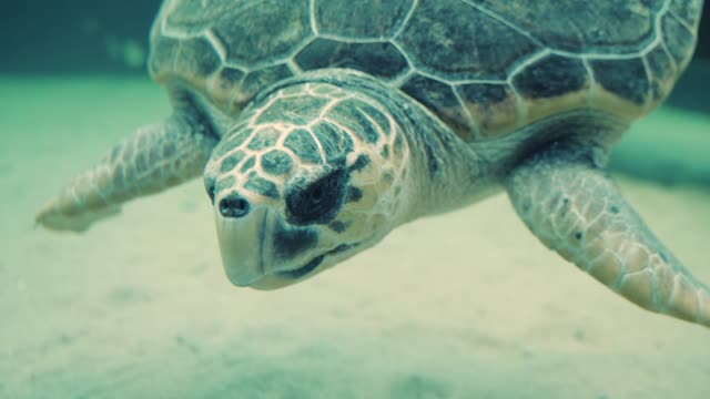 This tortoise was very beautiful and was feeling lonely.